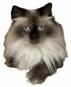 Headshot of Walter, the owners' Himalayan cat